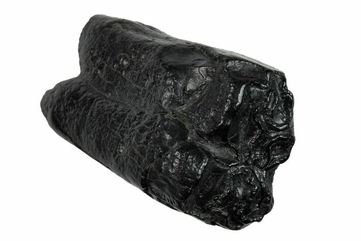 Pleistocene Aged Fossil Horse Tooth - South Carolina #260013